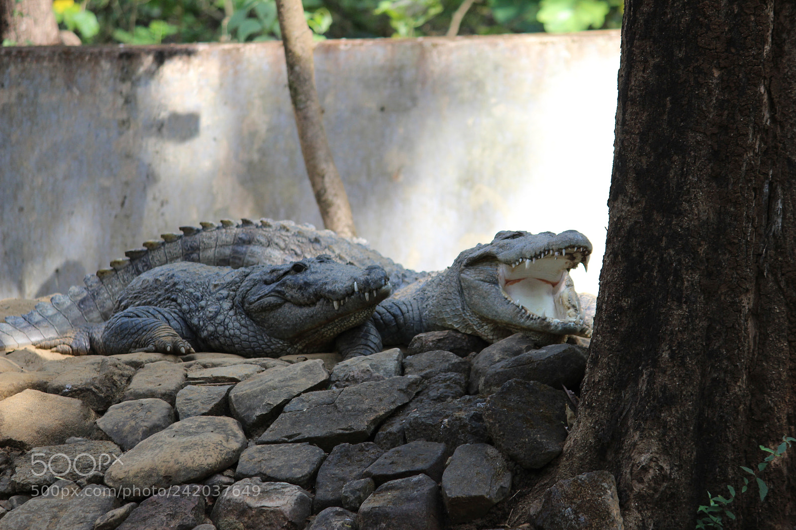 Canon EF-S 55-250mm F4-5.6 IS II sample photo. Img photography