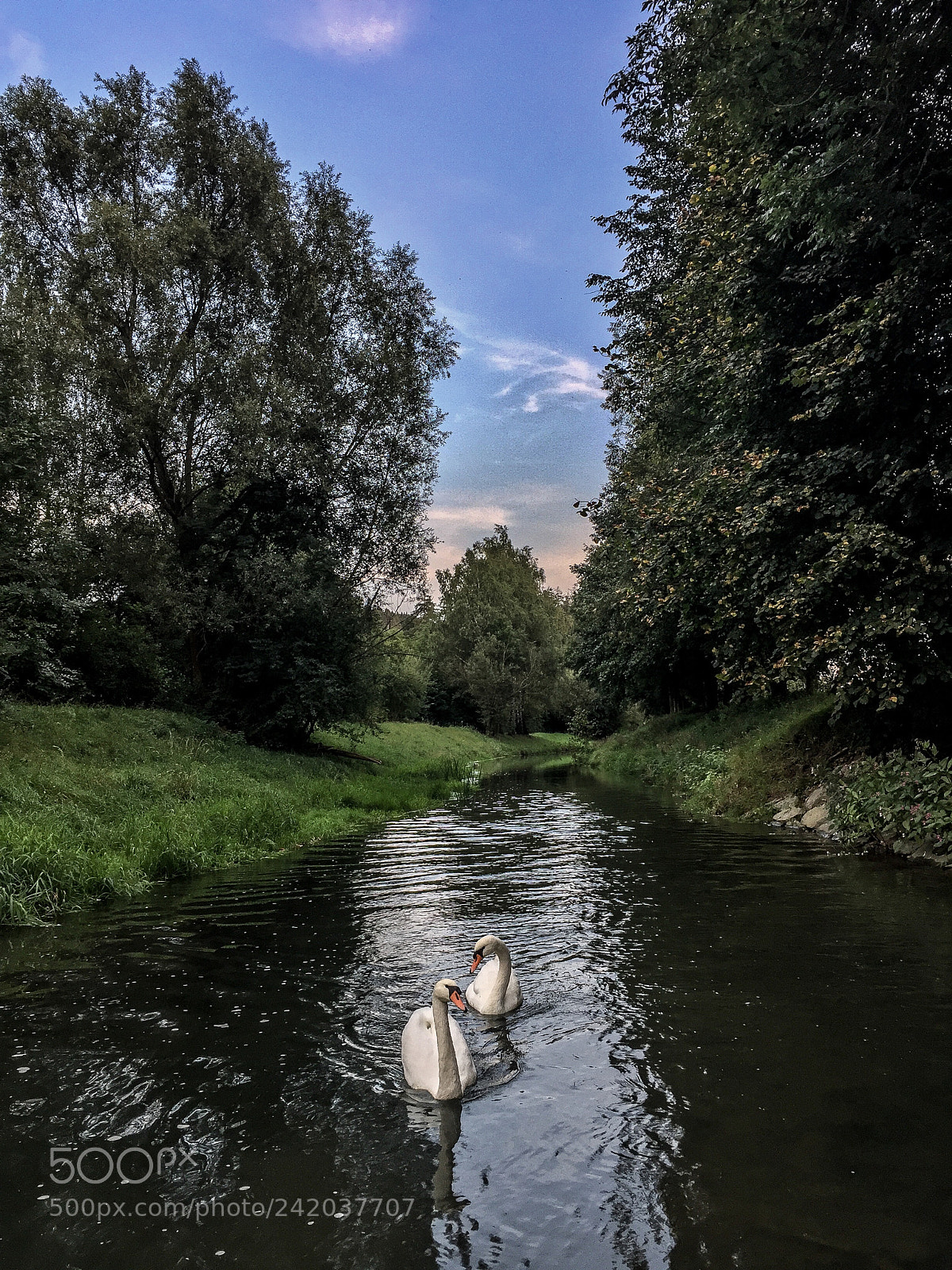 Apple iPhone 6 sample photo. Swans in the river photography