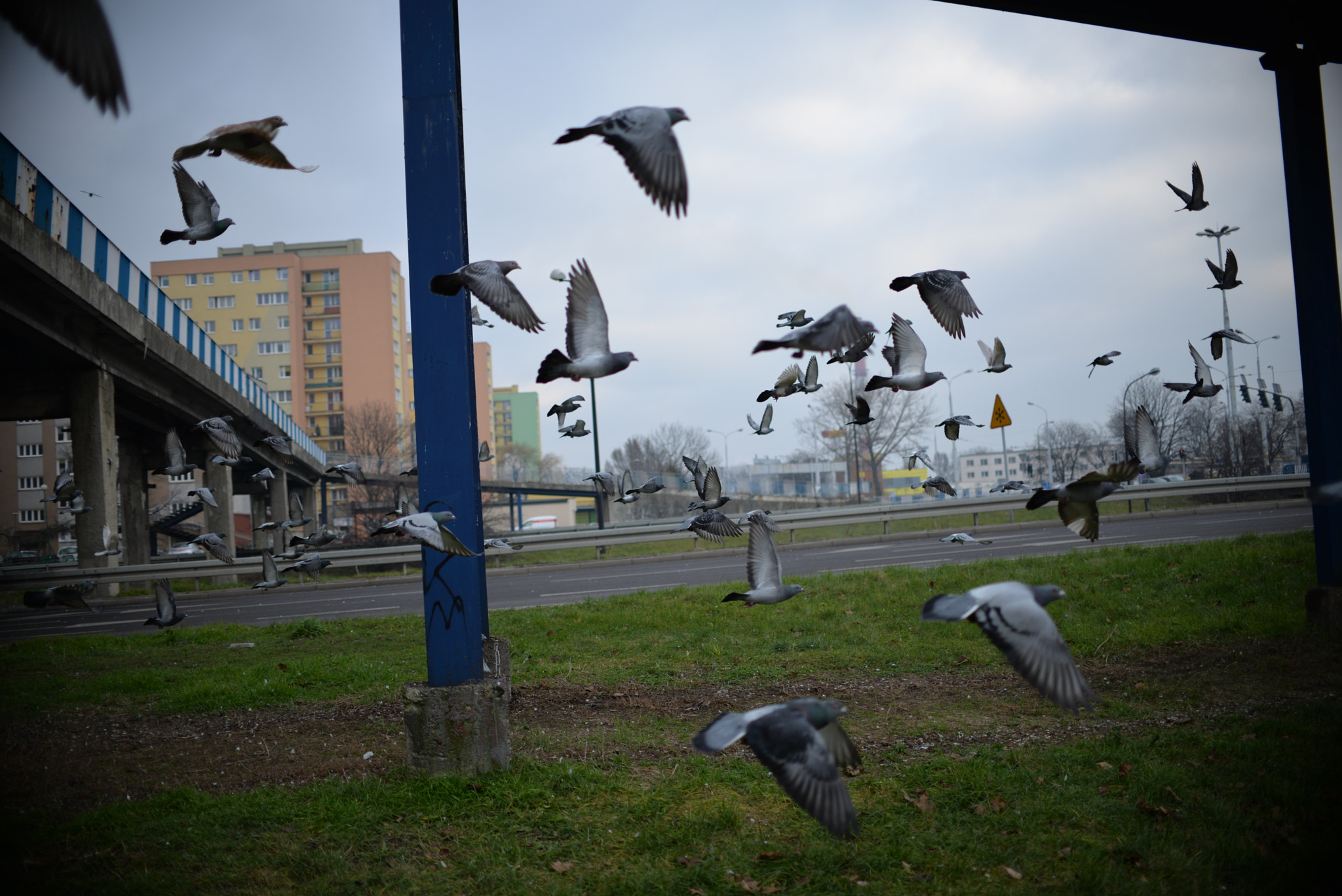 Nikon D610 + Nikon AF-S DX Nikkor 35mm F1.8G sample photo. Birds photography