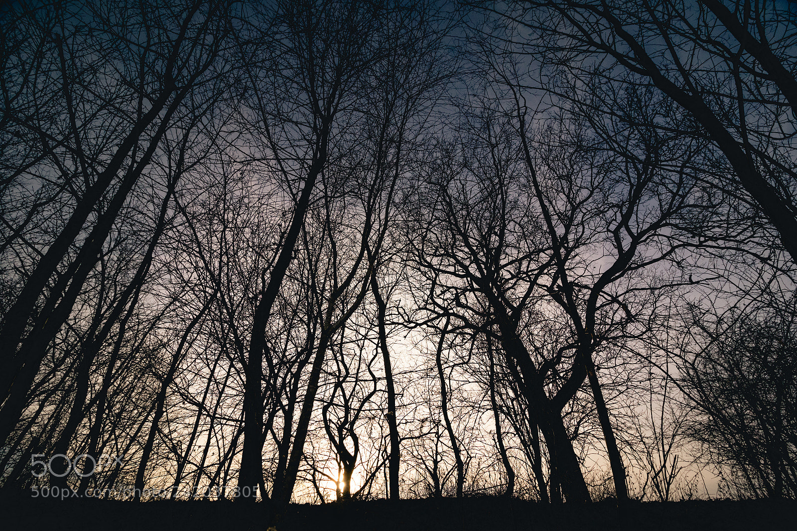 Canon EOS 7D Mark II sample photo. Trees reaching for the photography