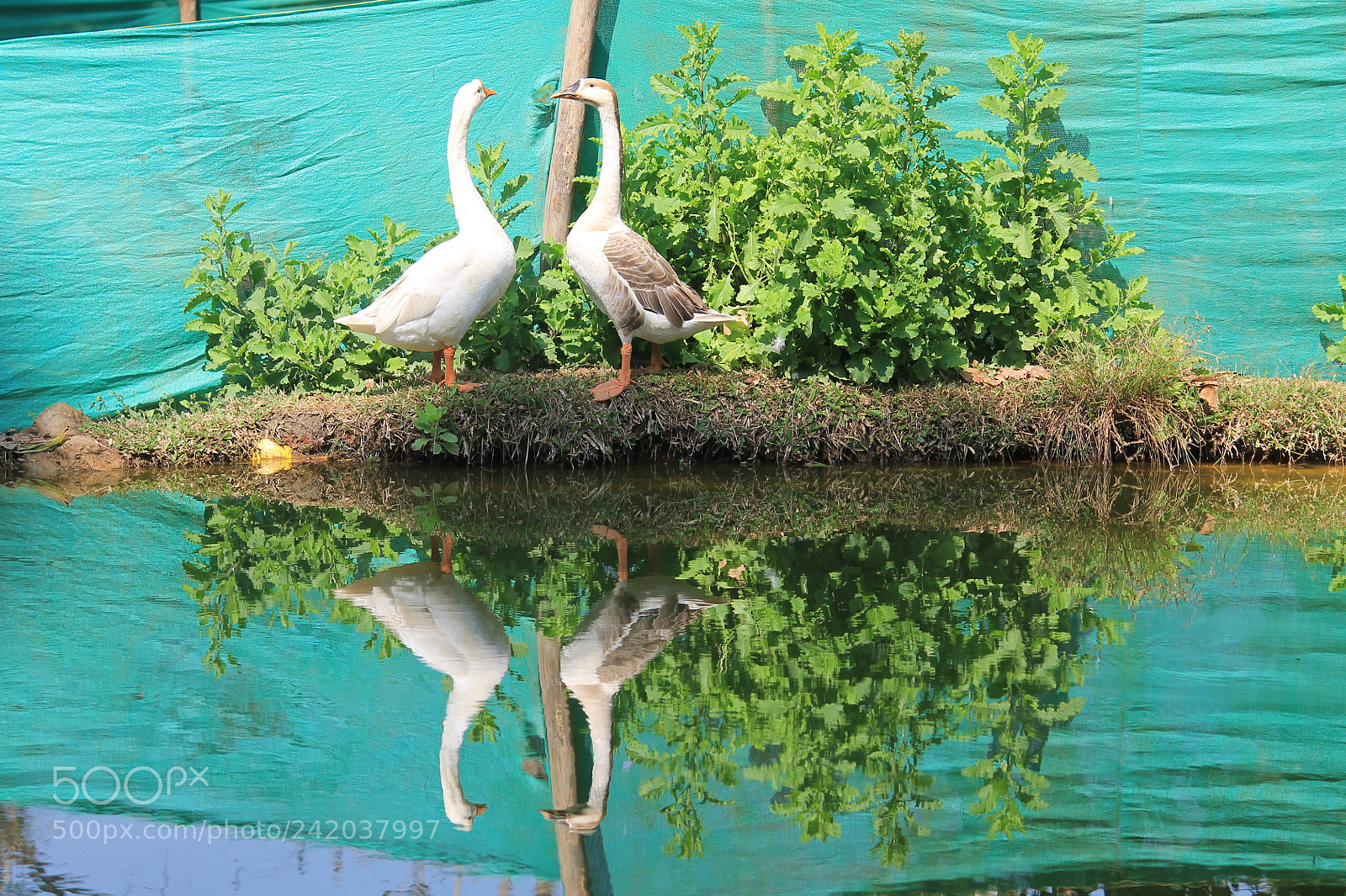 Canon EF-S 55-250mm F4-5.6 IS II sample photo. Img photography