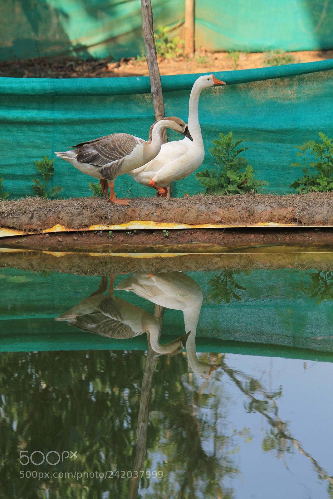 Canon EF-S 55-250mm F4-5.6 IS II sample photo. Img photography