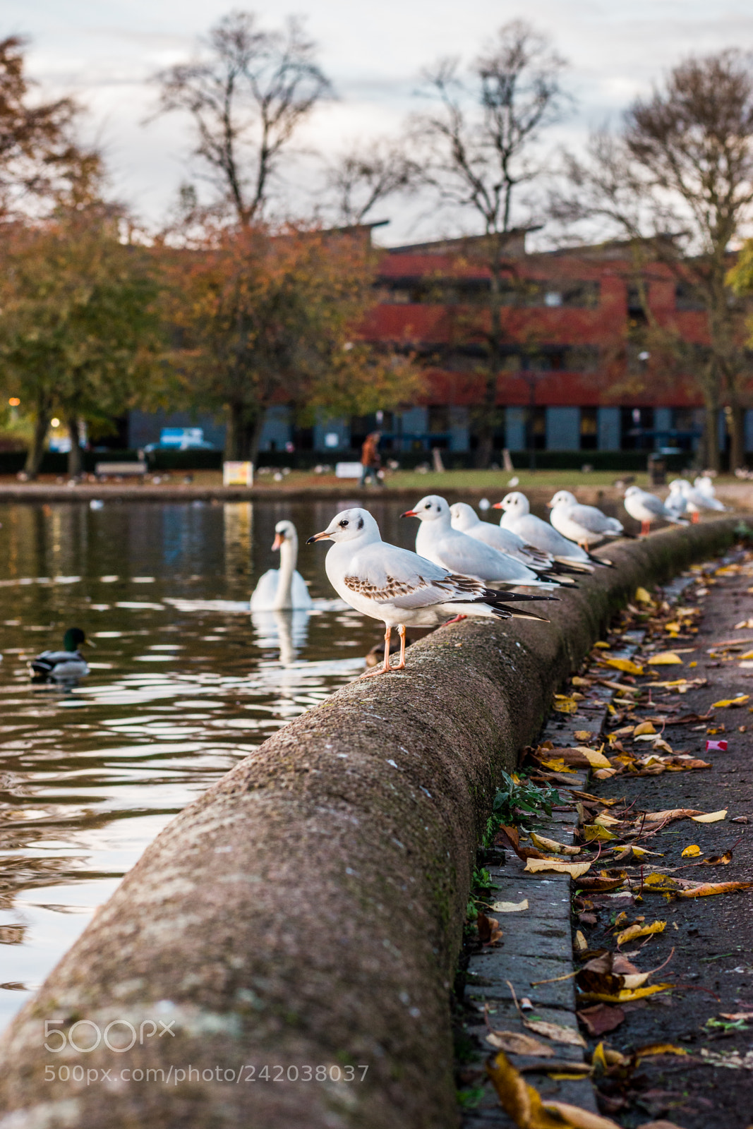 Nikon D5500 sample photo. Birds in a row .. photography