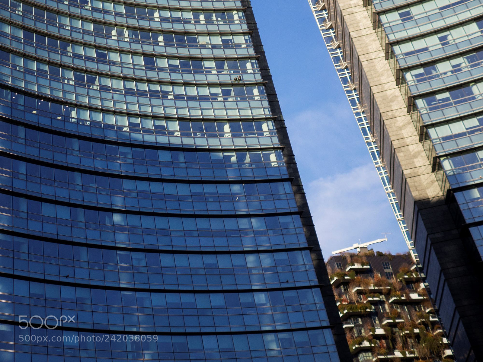 Olympus OM-D E-M10 II sample photo. Bosco verticale photography