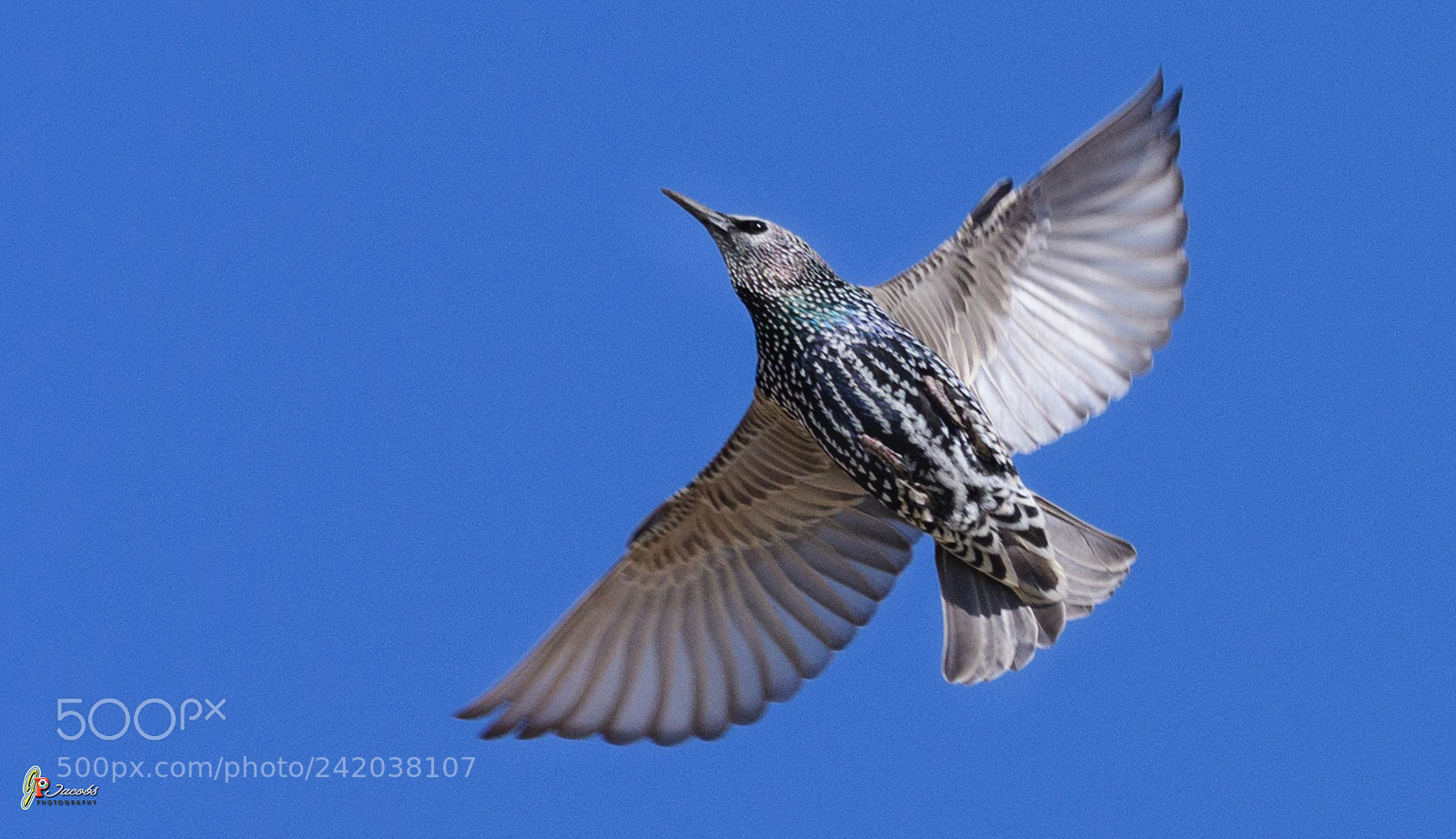 Nikon D500 sample photo. Starling photography