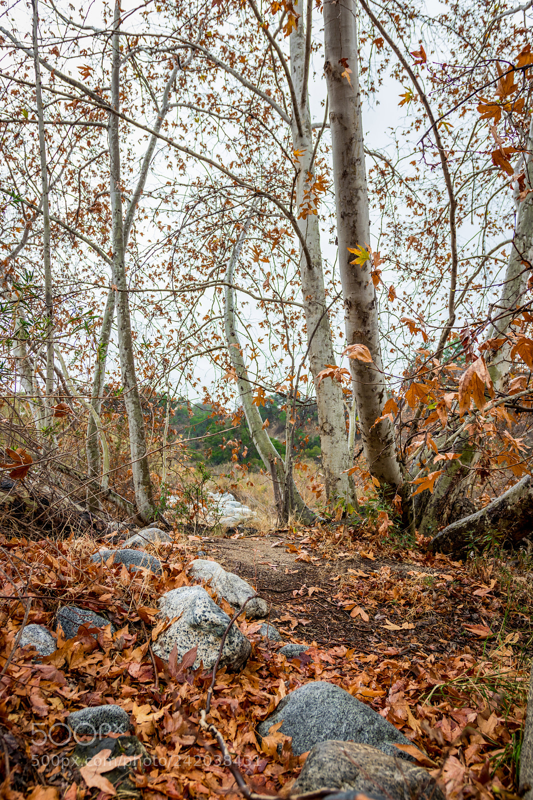 Canon EOS 77D (EOS 9000D / EOS 770D) sample photo. Fall leaves photography