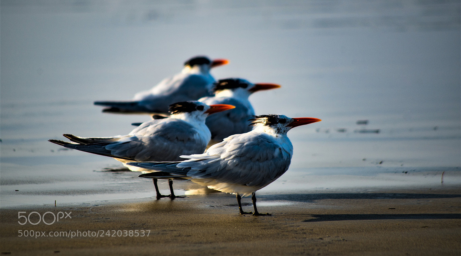 Pentax K-50 sample photo. Tern right photography