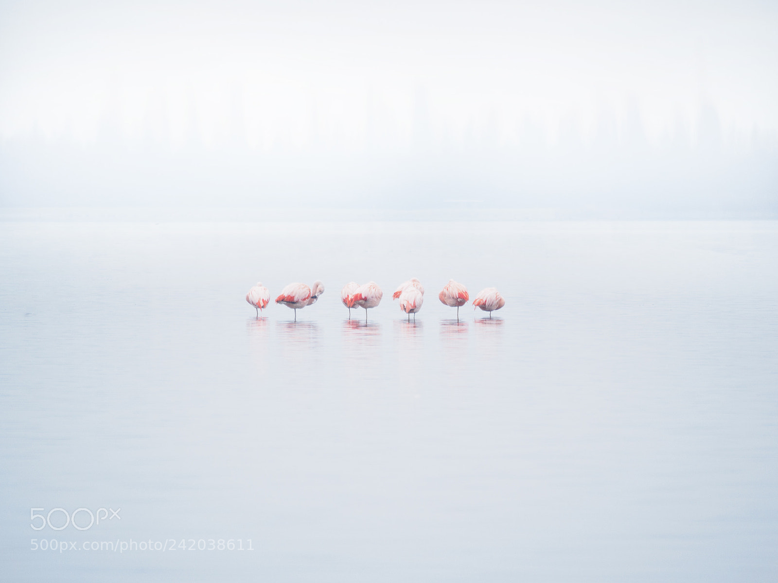 Olympus OM-D E-M5 II sample photo. Flamingo's photography