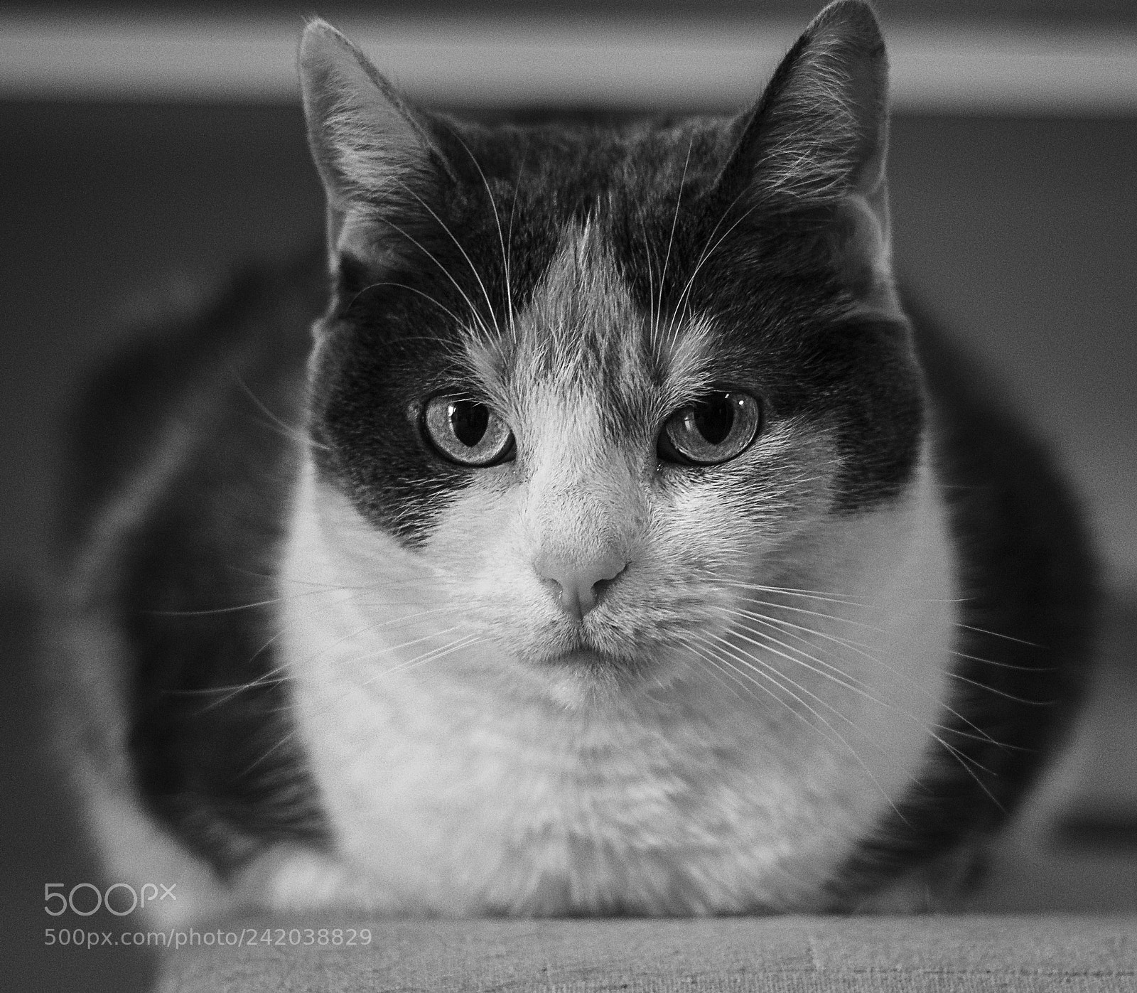 Canon EOS 1300D (EOS Rebel T6 / EOS Kiss X80) sample photo. Cat resting photography
