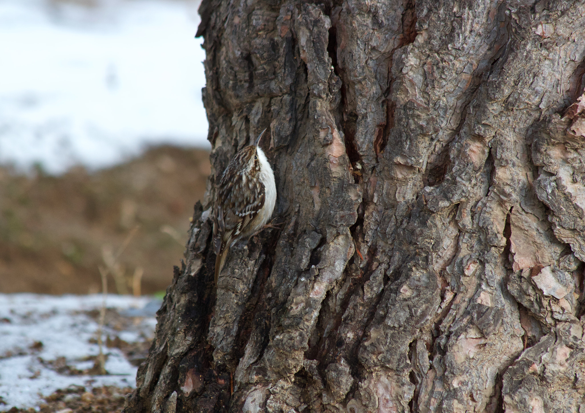 Canon EF 70-300mm F4-5.6 IS USM sample photo. Certhia brachydactyla photography
