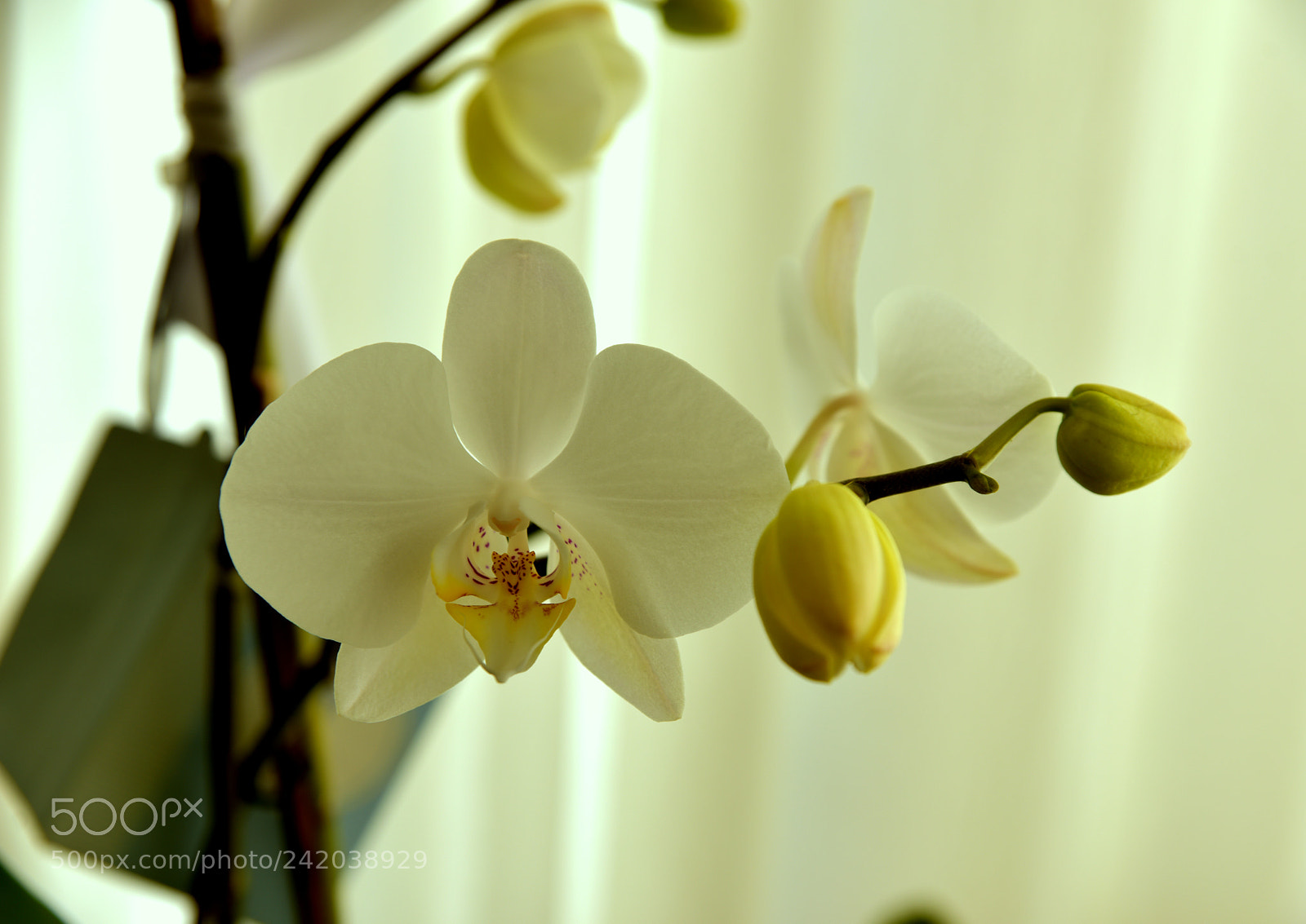 Nikon D810 sample photo. Orkide photography