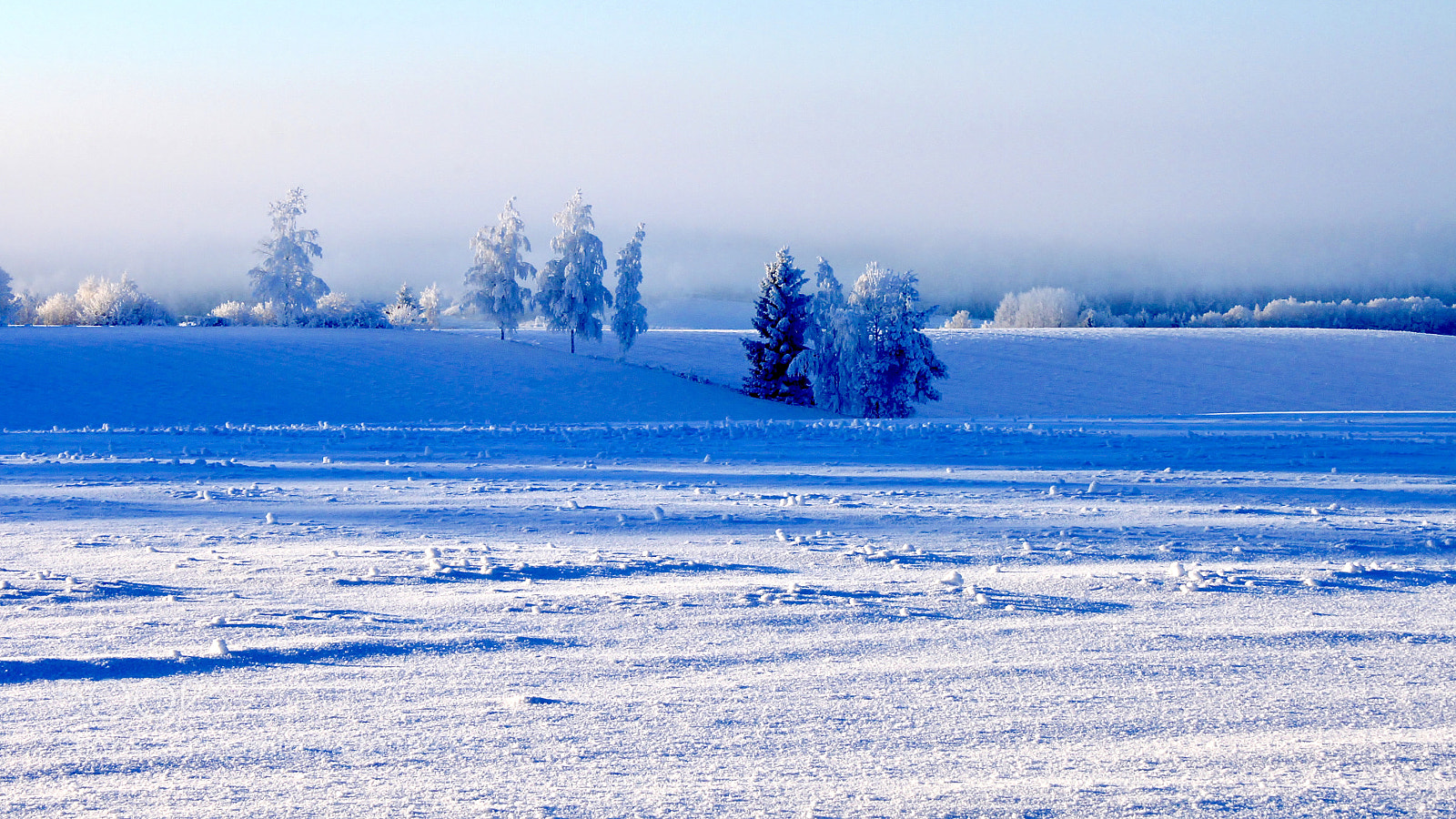 Canon EOS 500D (EOS Rebel T1i / EOS Kiss X3) sample photo. Winterbeauty photography