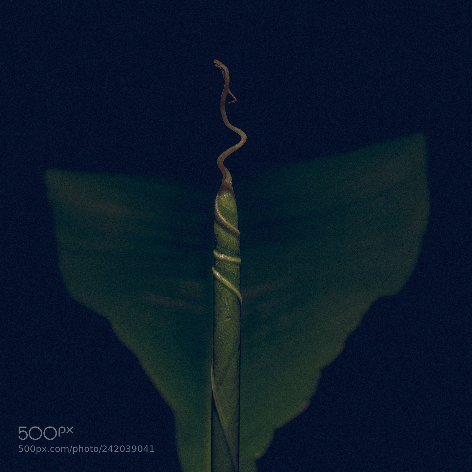 Sony a7 II sample photo. 008/365: banana tree detail photography