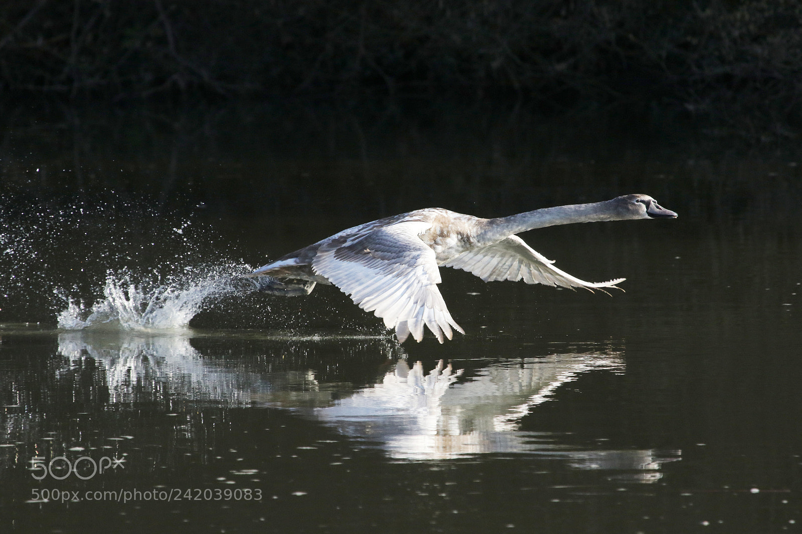 Canon EOS 7D Mark II sample photo. Cygnet photography