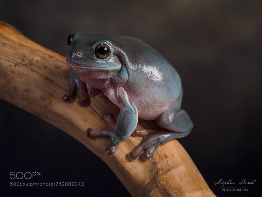 Olympus OM-D E-M1 sample photo. Tree frog photography