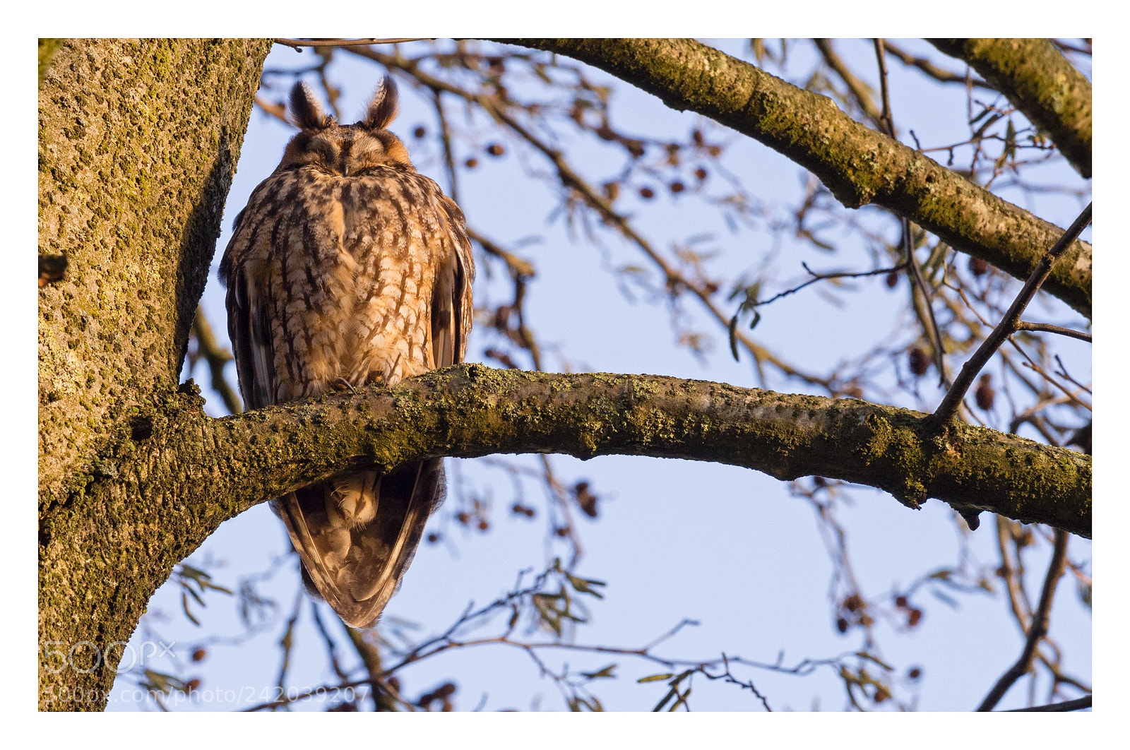 Olympus OM-D E-M5 sample photo. Oogjes dicht en snaveltjes photography
