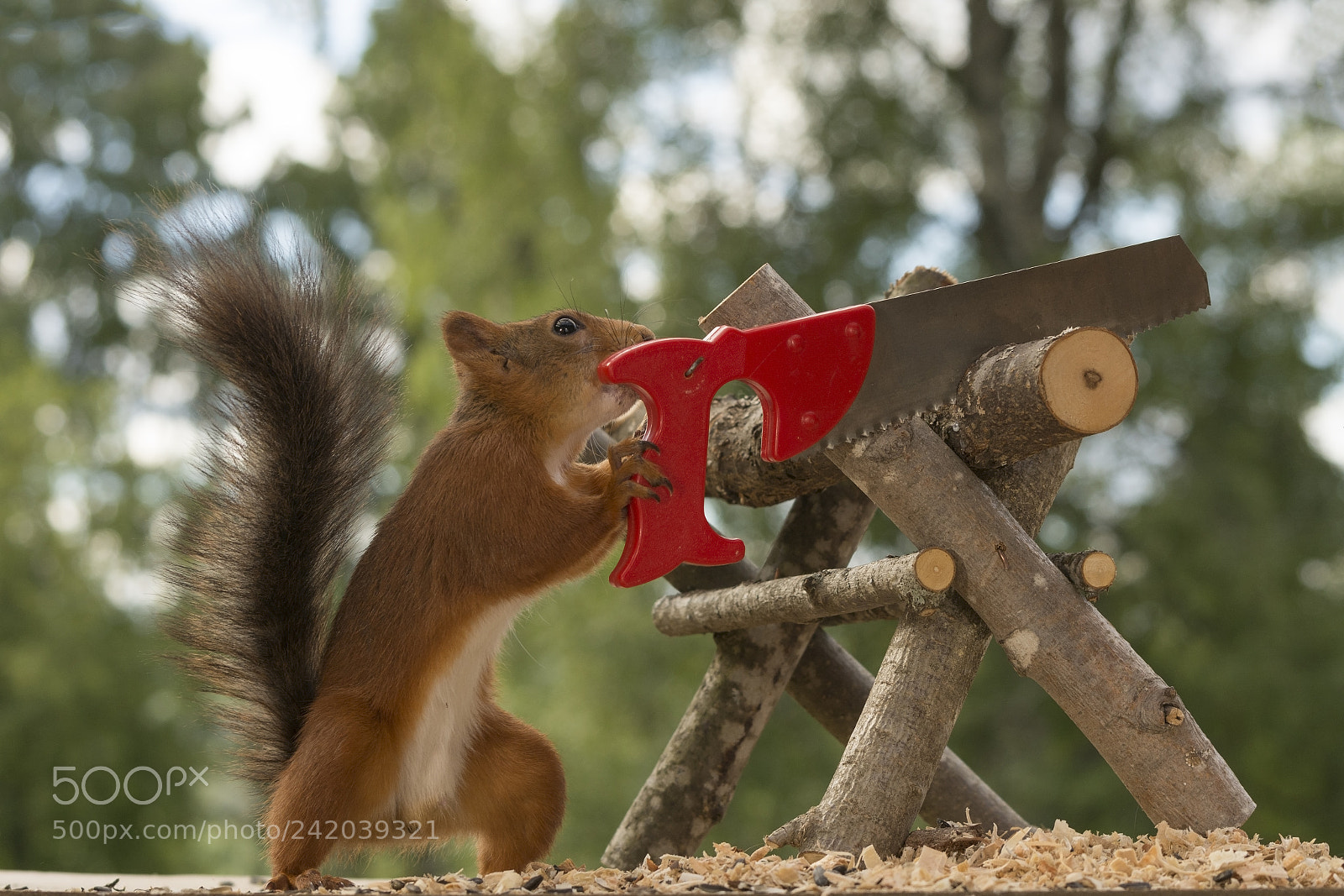 Nikon D7100 sample photo. Squirrel is holding a photography