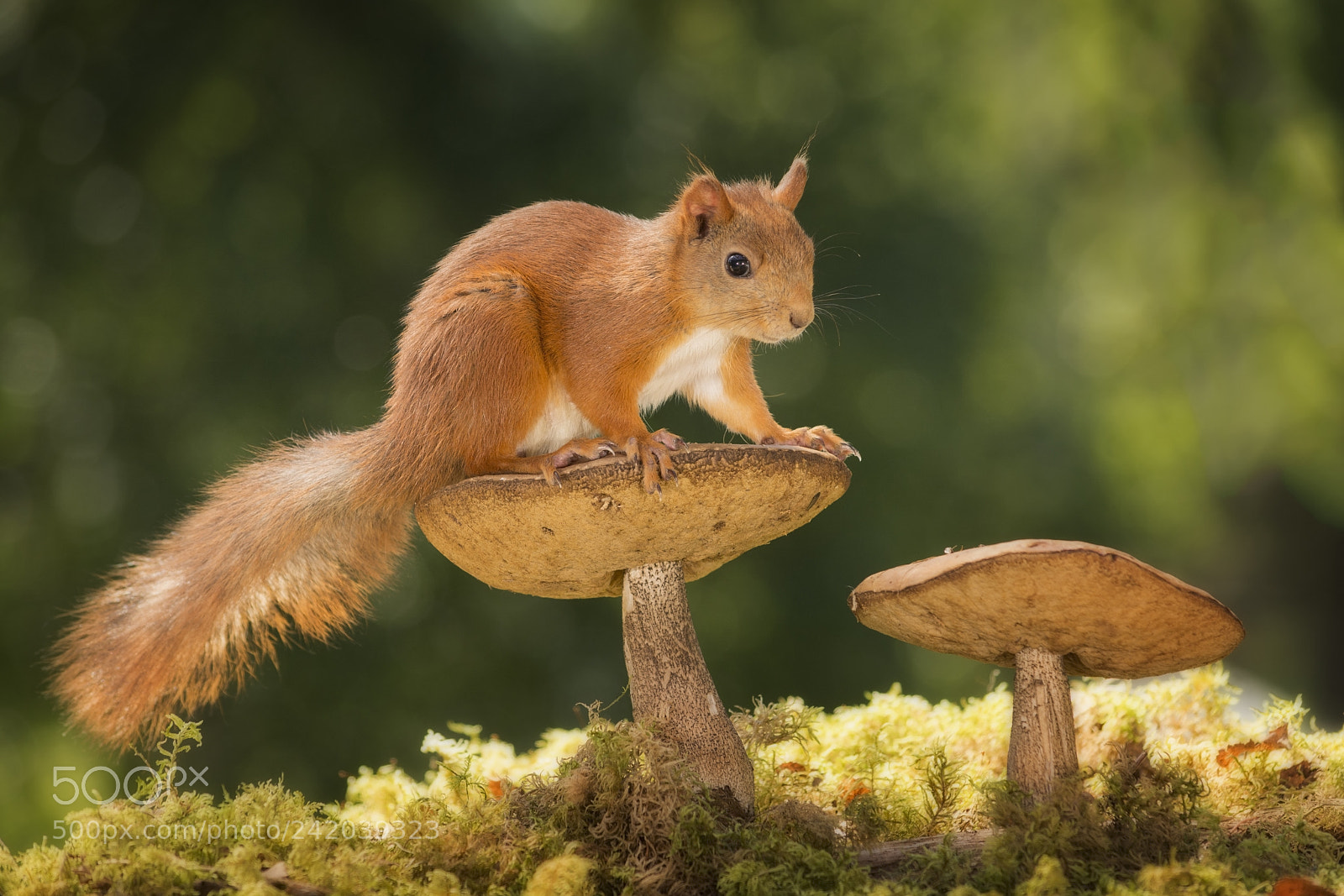 Nikon D7100 sample photo. Squirrel  balancing on mushrooms photography