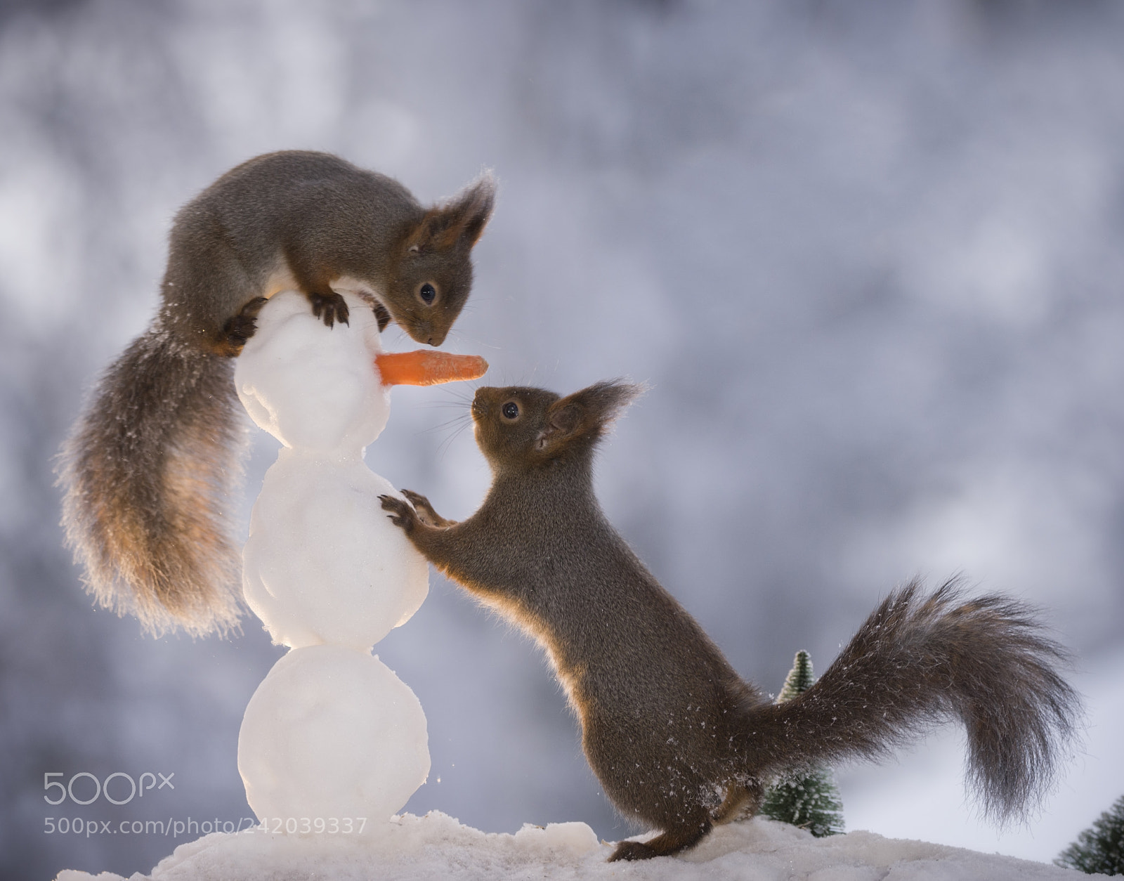Nikon D810 sample photo. Squirrels with a snowman photography