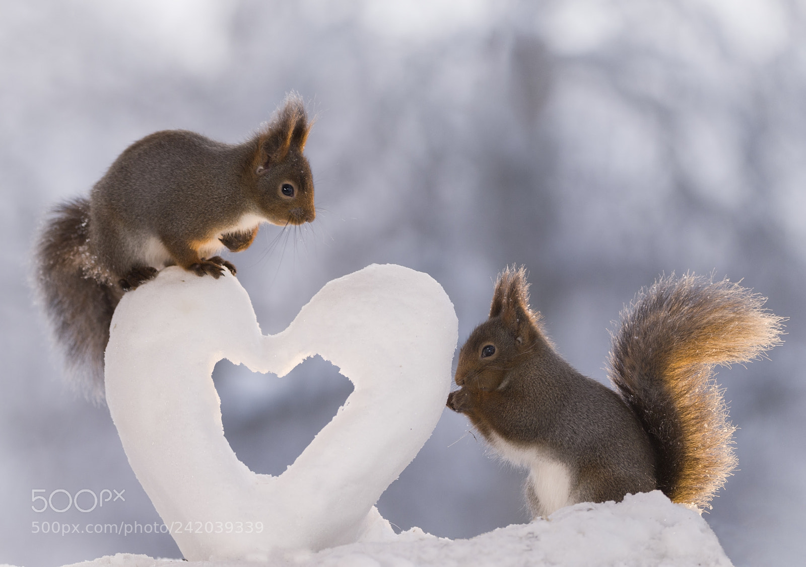 Nikon D810 sample photo. Squirrels standing with a photography