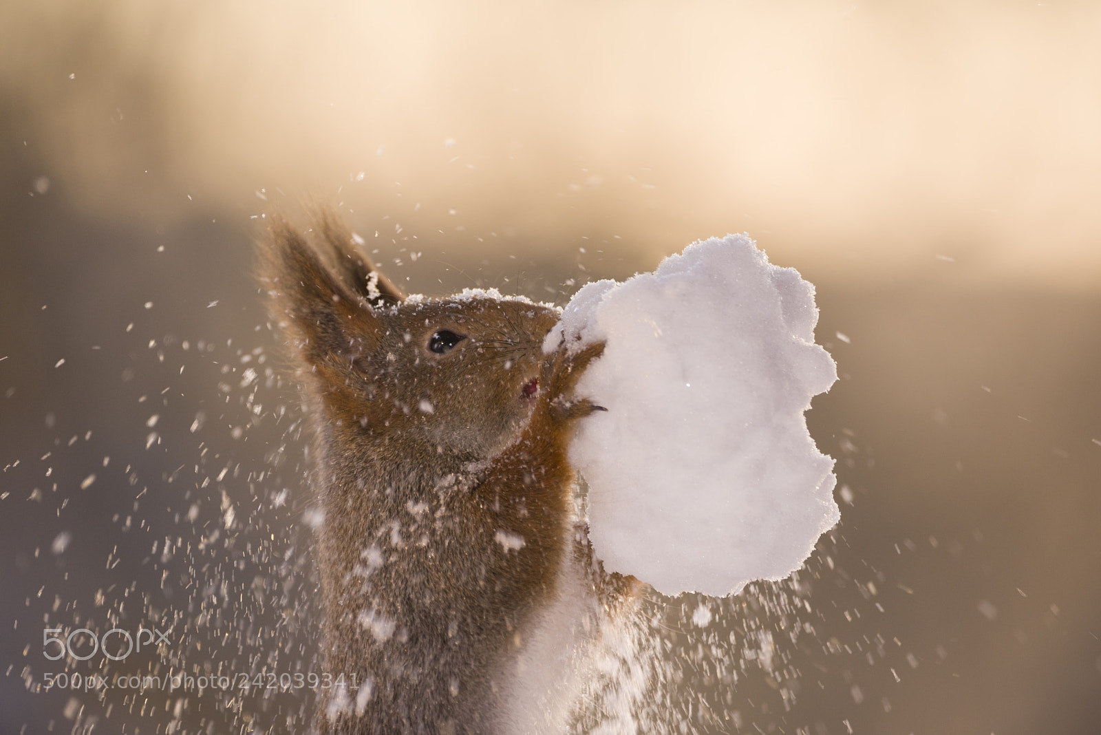 Nikon D810 sample photo. Red squirrel eating and photography