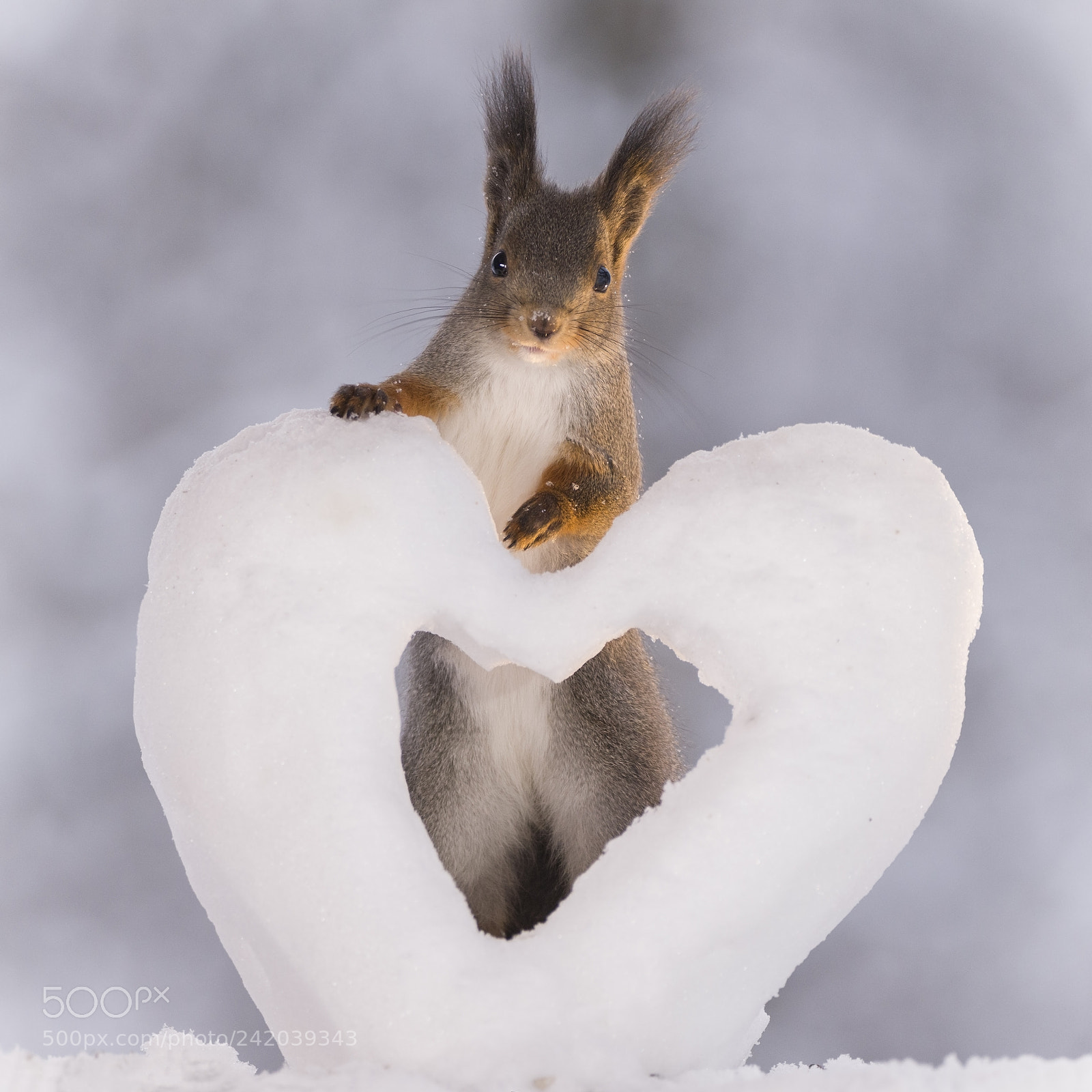 Nikon D810 sample photo. Squirrel is standing with photography