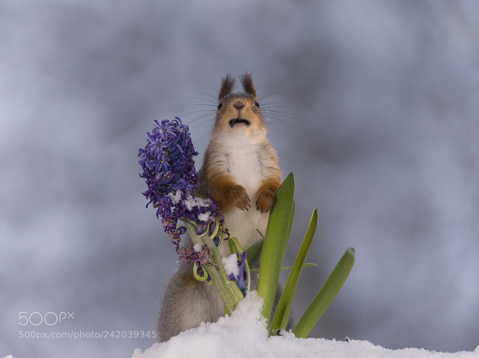 Nikon D810 sample photo. Red squirrel with an photography