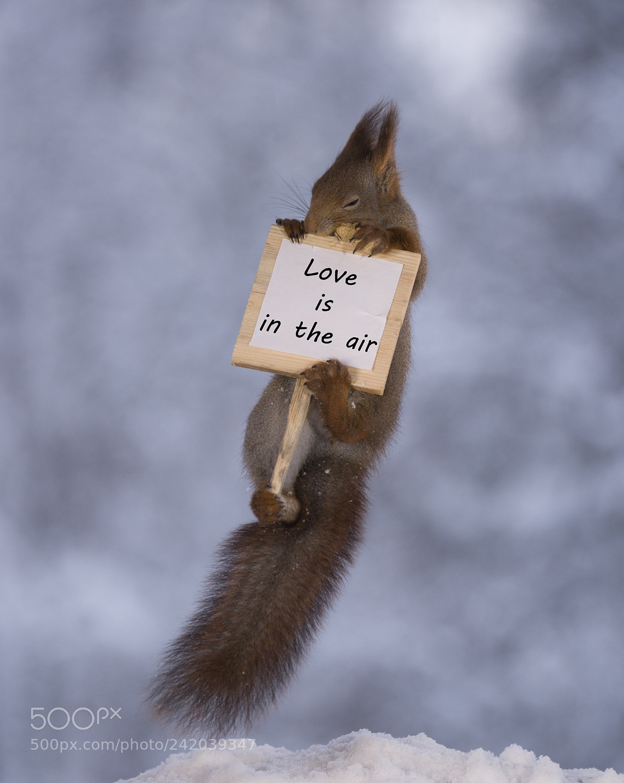 Nikon D810 sample photo. Squirrel with a sign photography
