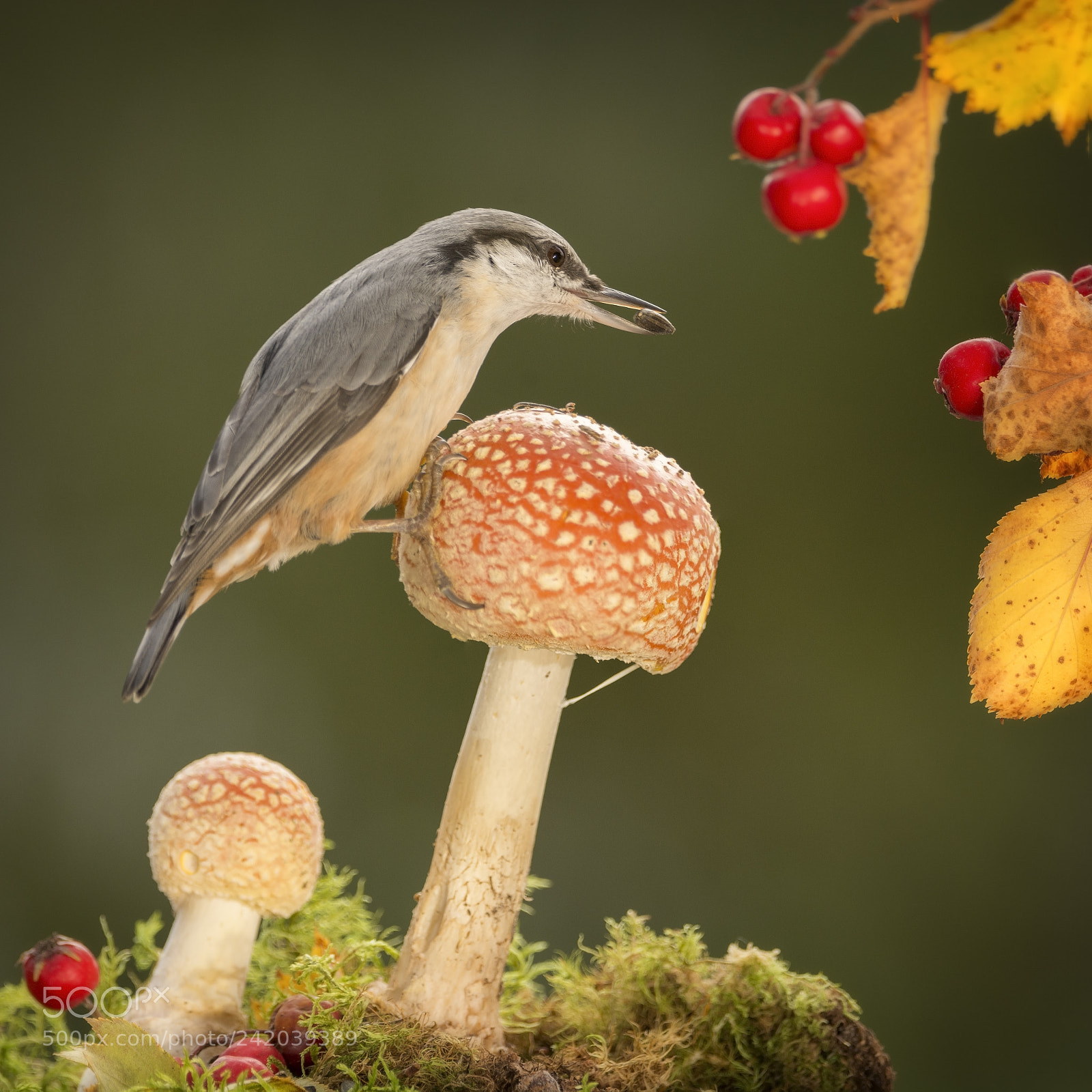 Nikon D7100 sample photo. Nuthatch standing on a photography