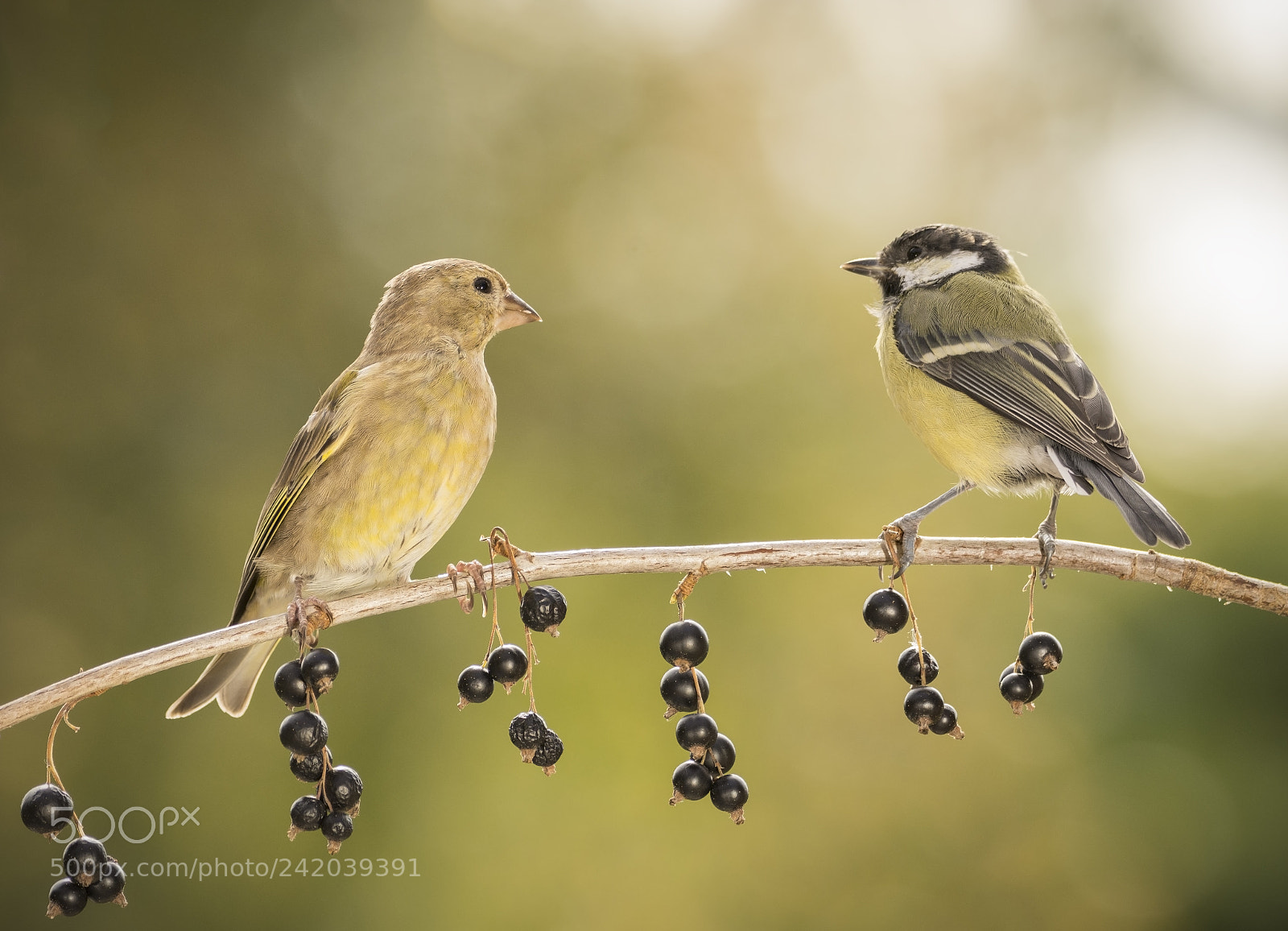 Nikon D7100 sample photo. Great tit and green photography