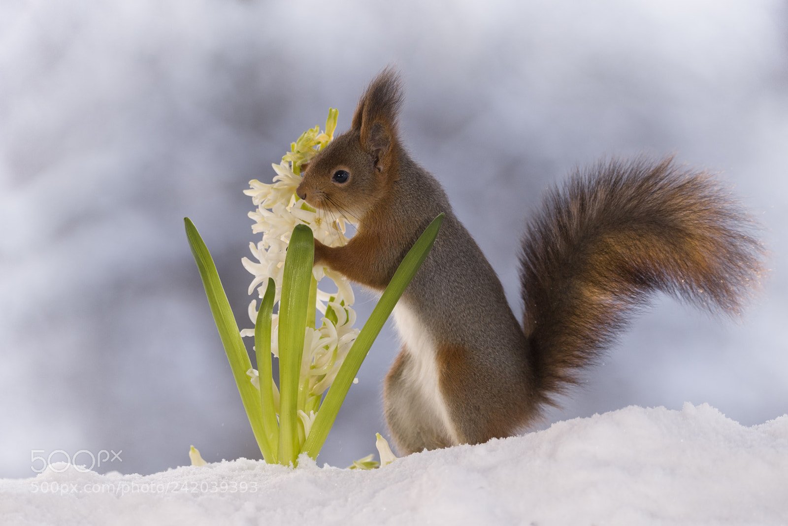 Nikon D810 sample photo. Red squirrel holding a photography