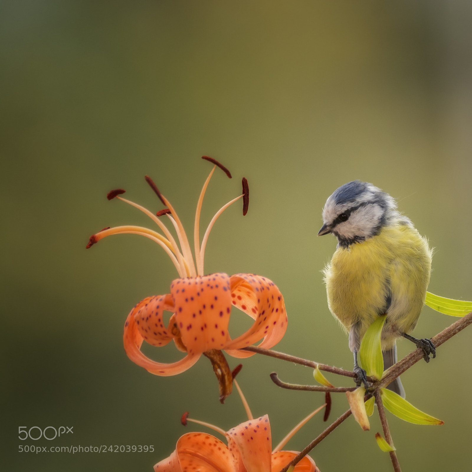 Nikon D7100 sample photo. Blue tit on a photography