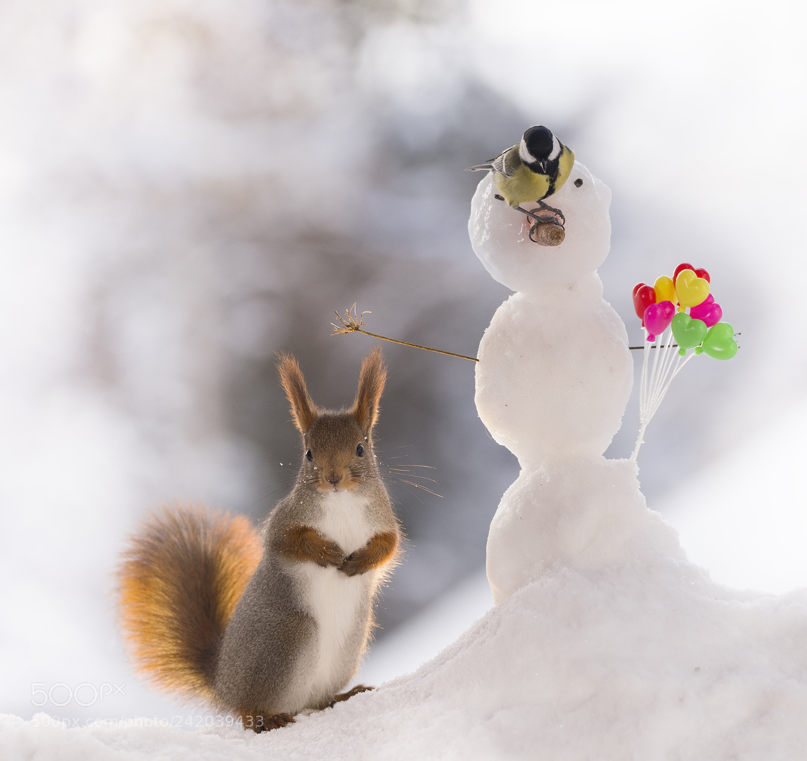 Nikon D810 sample photo. Red squirrel and great photography