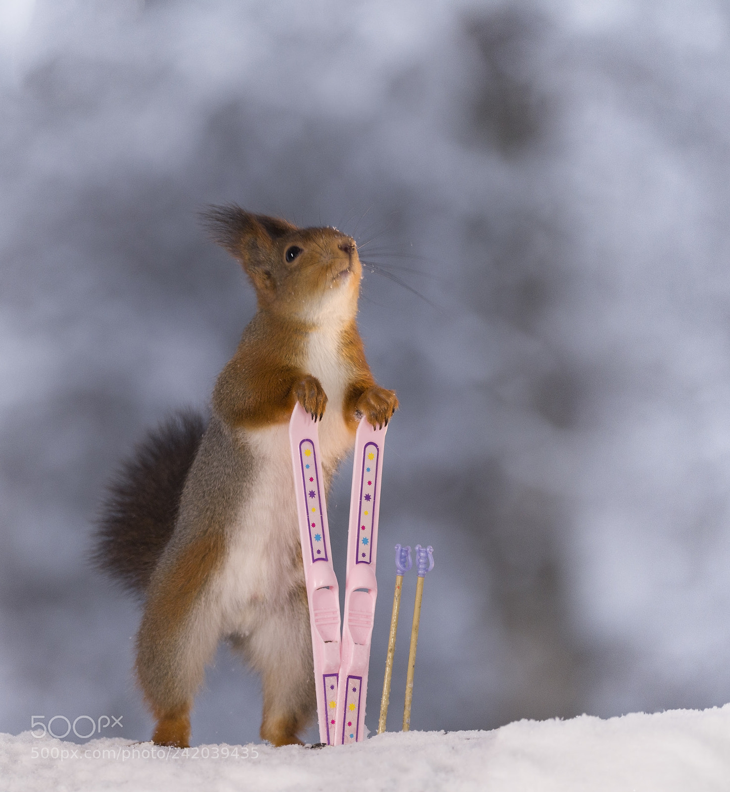 Nikon D810 sample photo. Red squirrel is holding photography