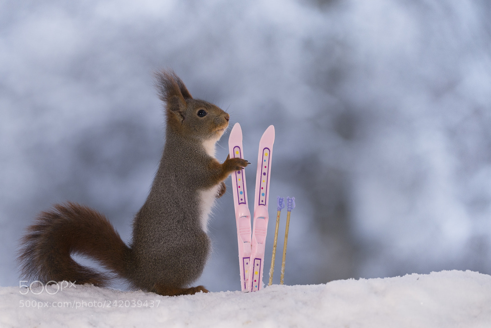 Nikon D810 sample photo. Red squirrel standing with photography