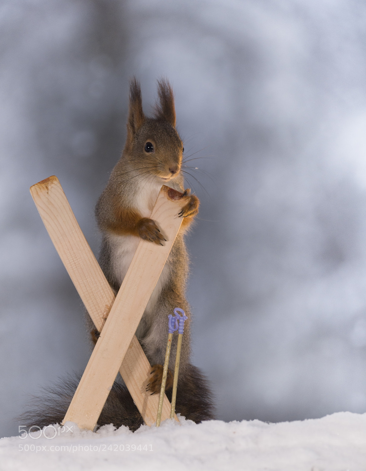 Nikon D810 sample photo. Red squirrel holding on photography