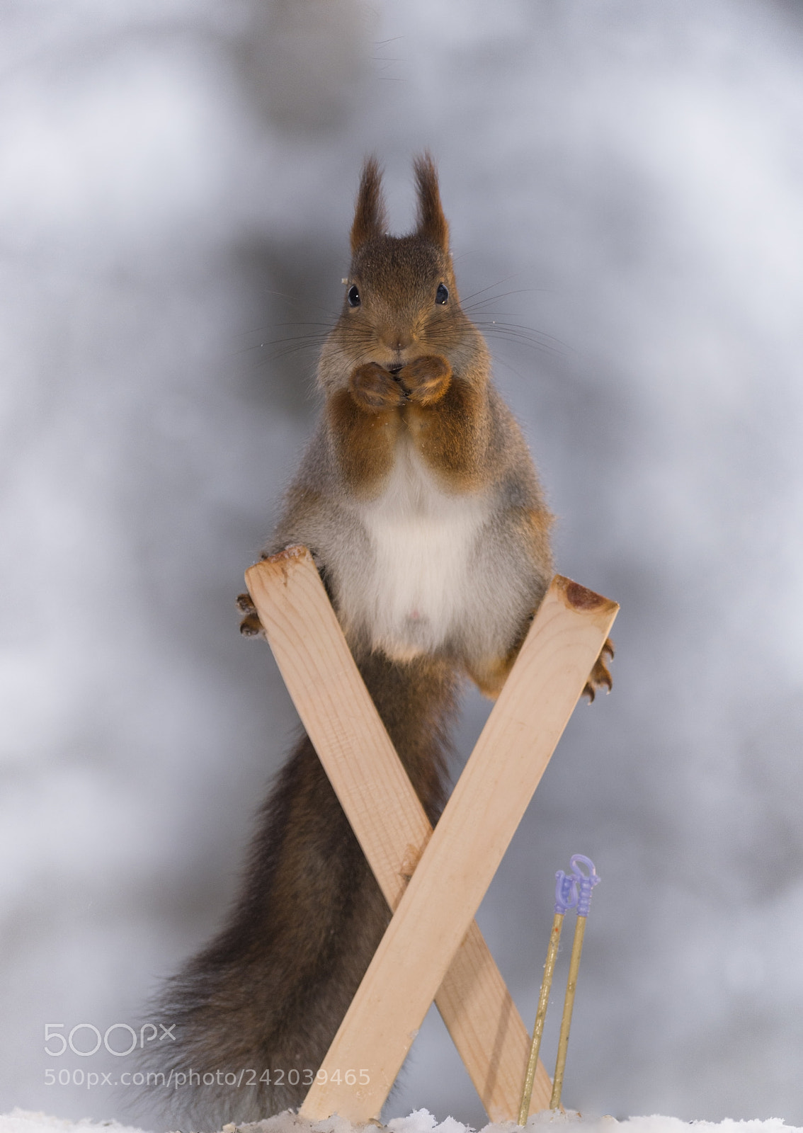Nikon D810 sample photo. Red squirrel balancing on photography