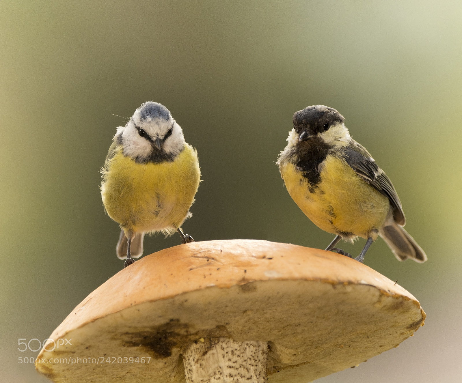 Nikon D7100 sample photo. Blue tit and great photography