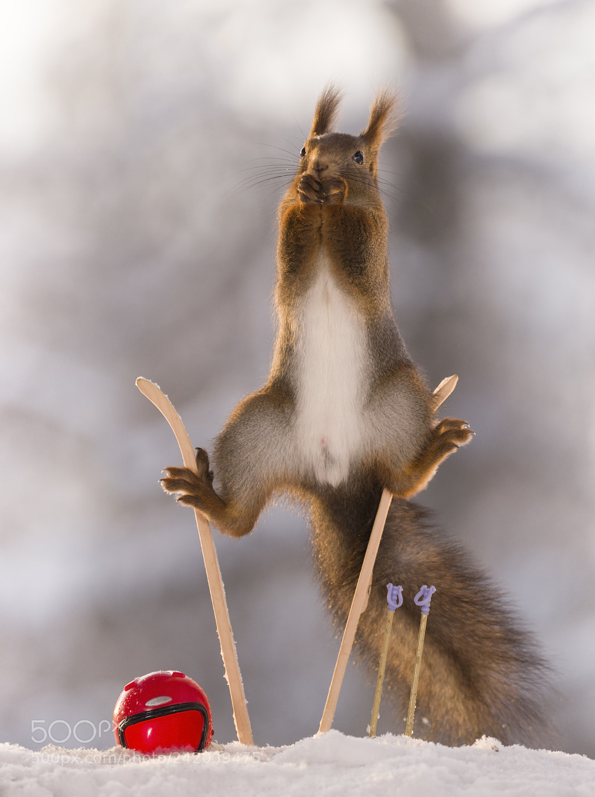 Nikon D810 sample photo. Red squirrel in split photography