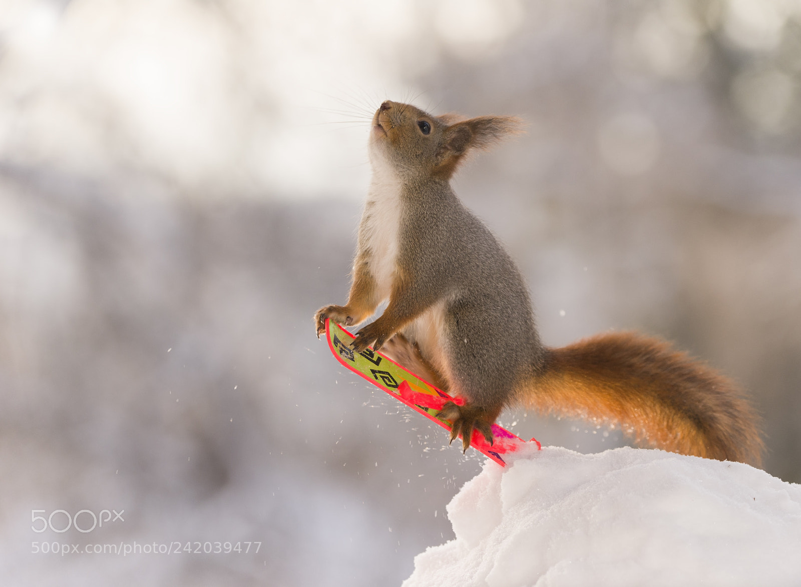 Nikon D810 sample photo. Red squirrel on a photography
