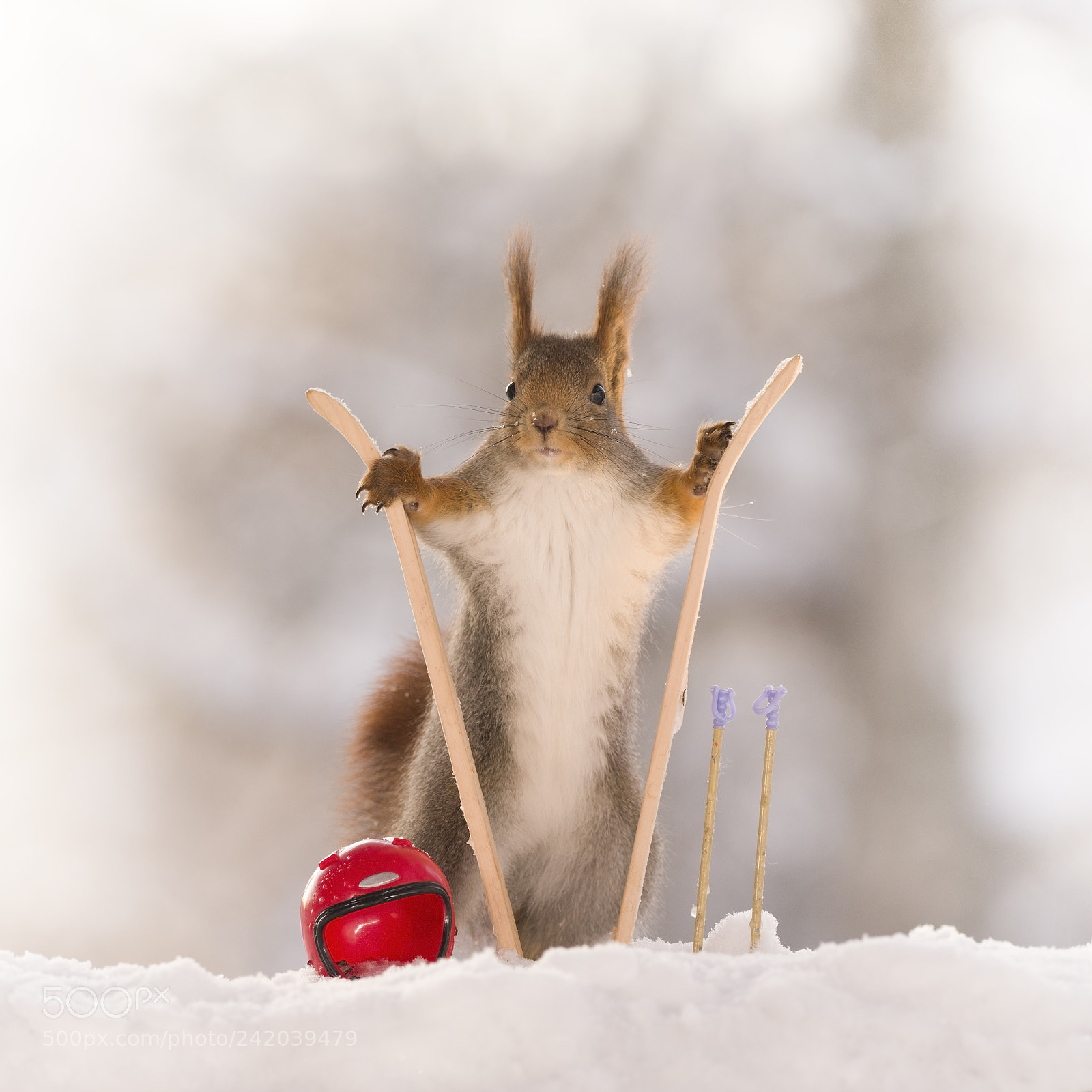 Nikon D810 sample photo. Red squirrel standing between photography