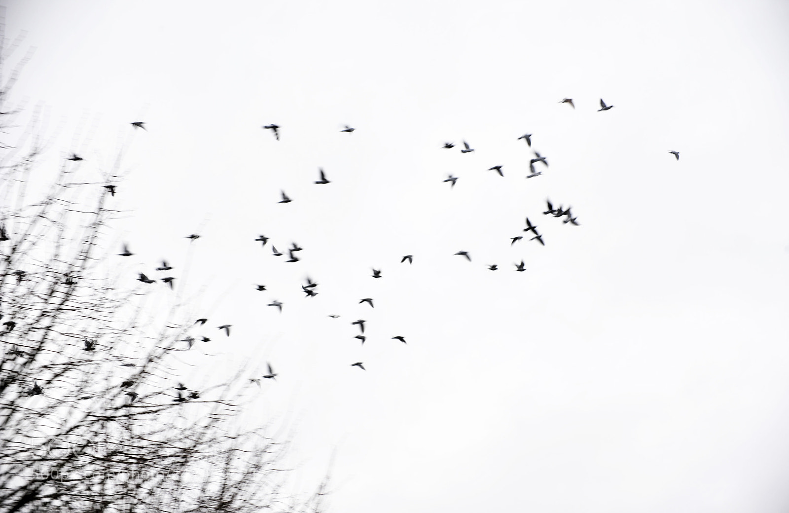 Nikon D700 sample photo. Birds photography