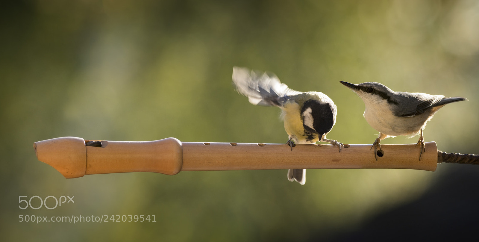 Nikon D7100 sample photo. Nuthatch and a great photography