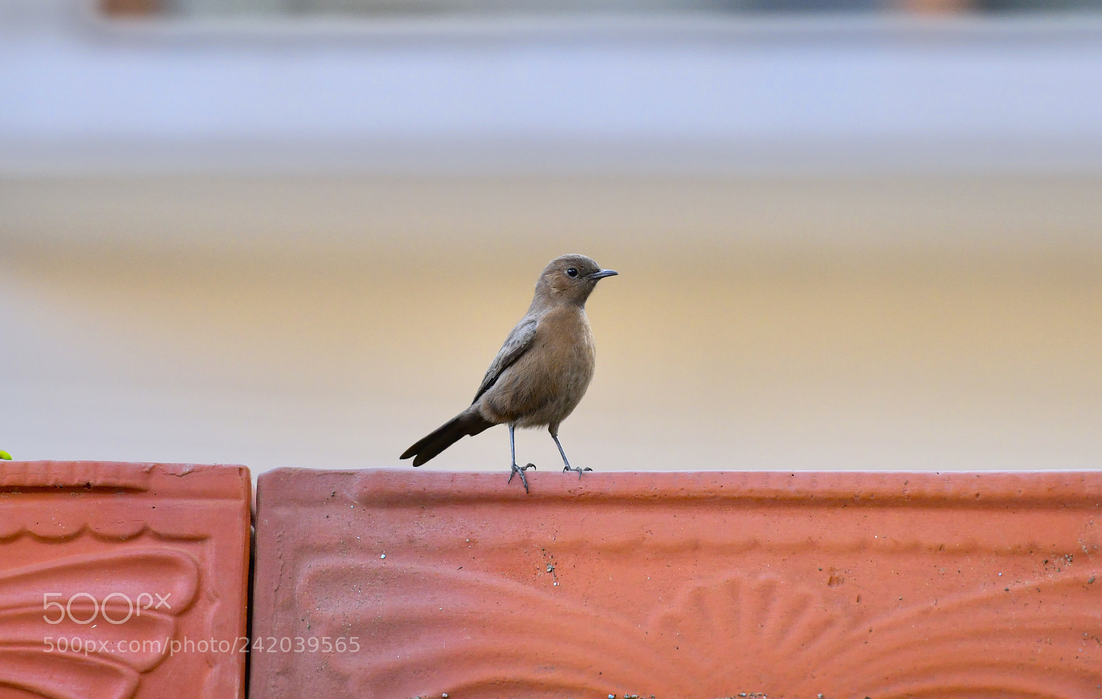 Nikon D850 sample photo. Bird photography