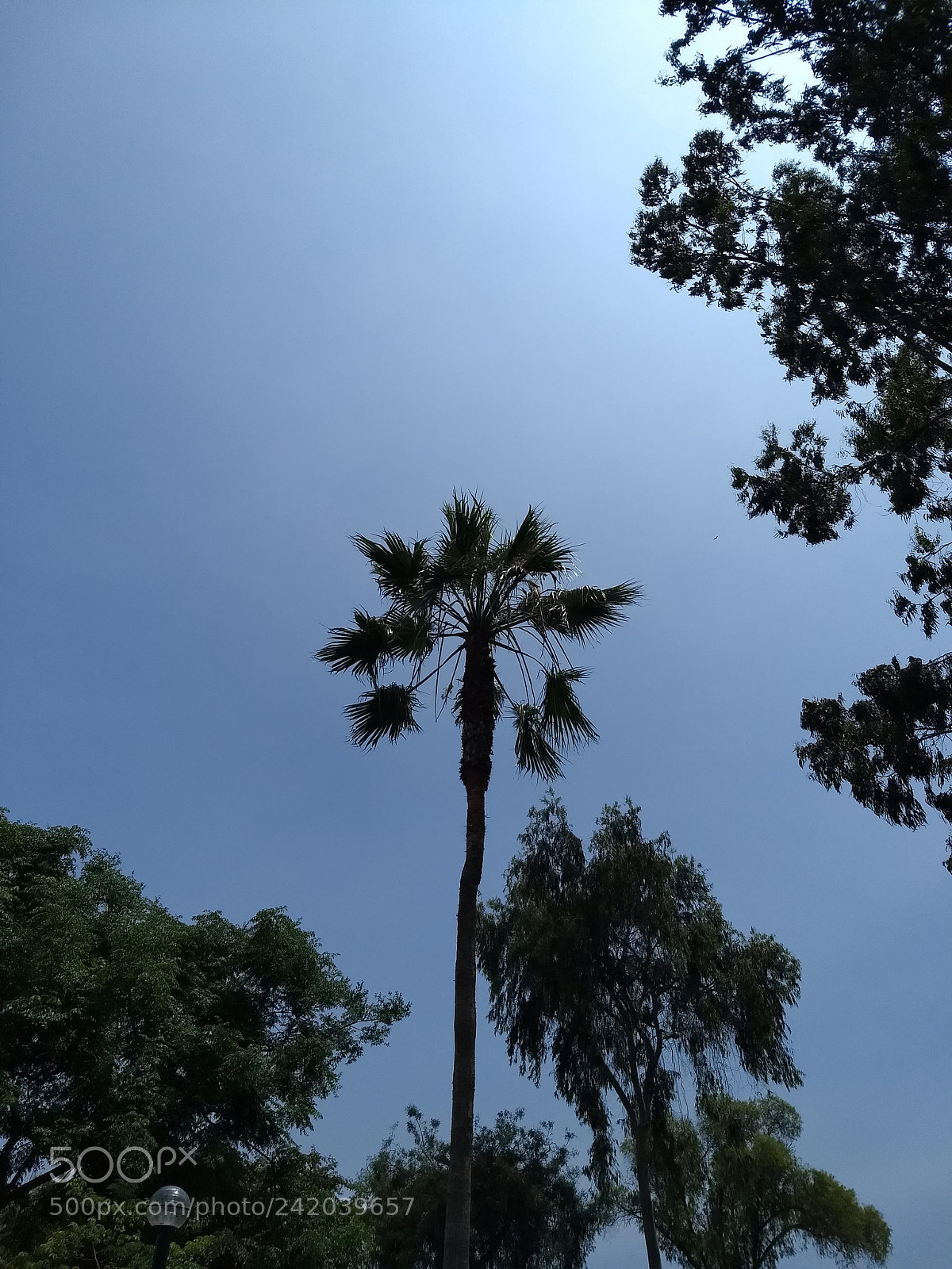 Motorola Moto G (5) Plus sample photo. Untitled photography