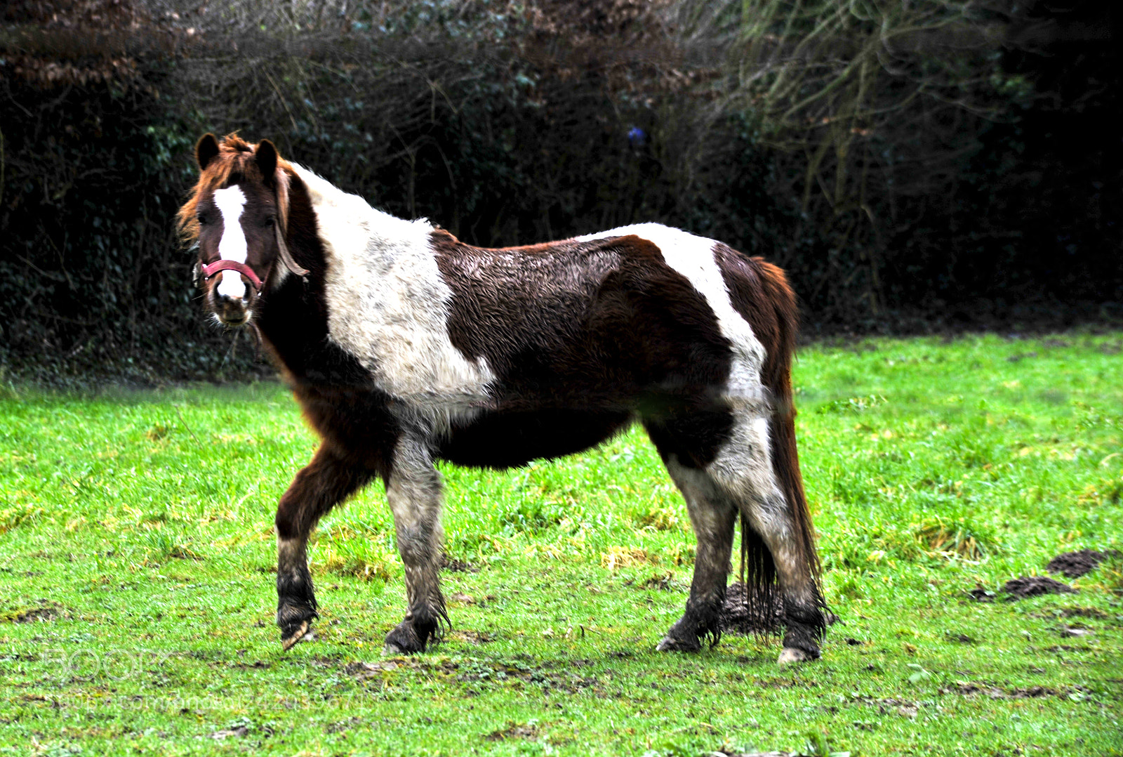 Nikon D700 sample photo. Caballo photography