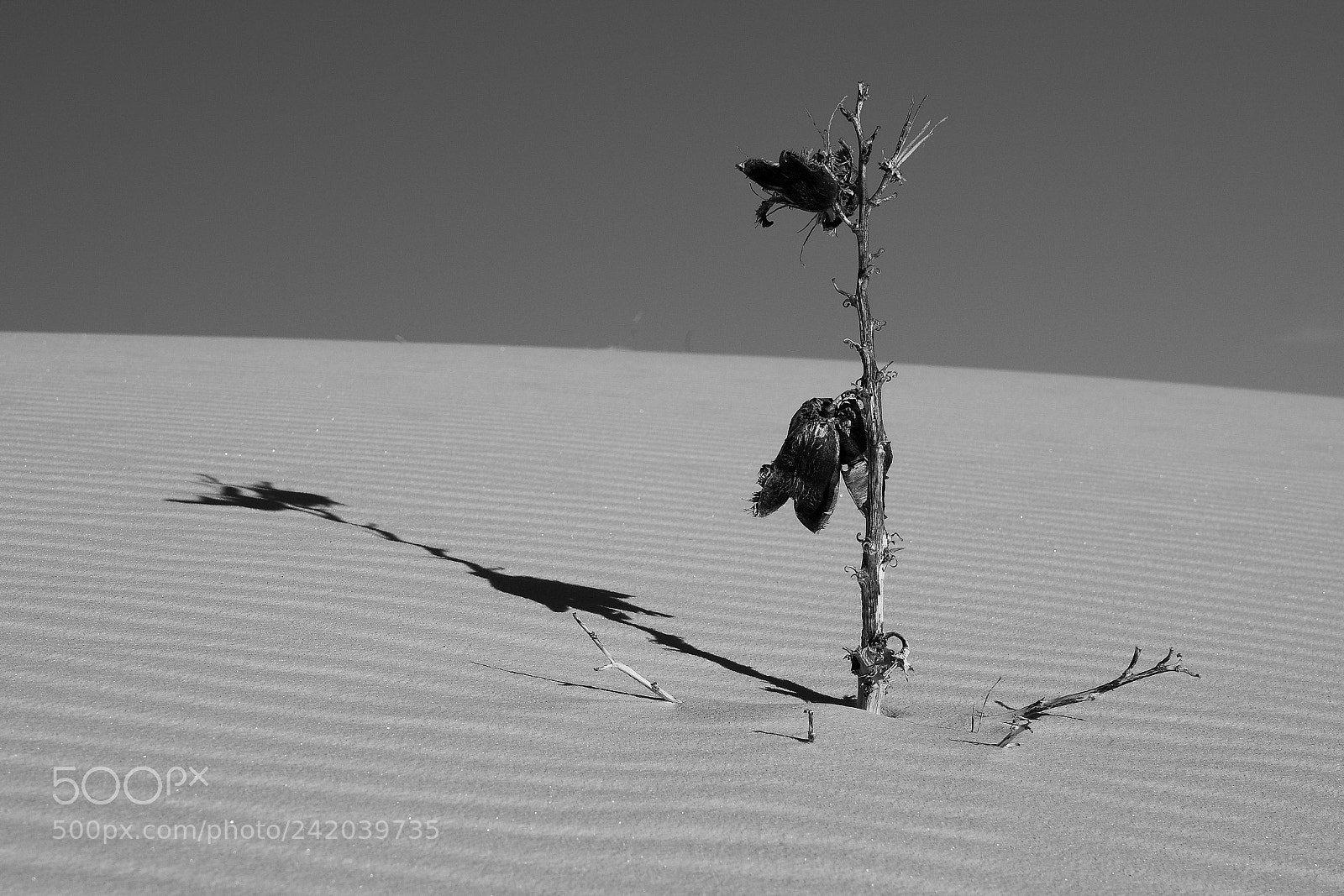 Pentax K-3 II sample photo. Shadow photography