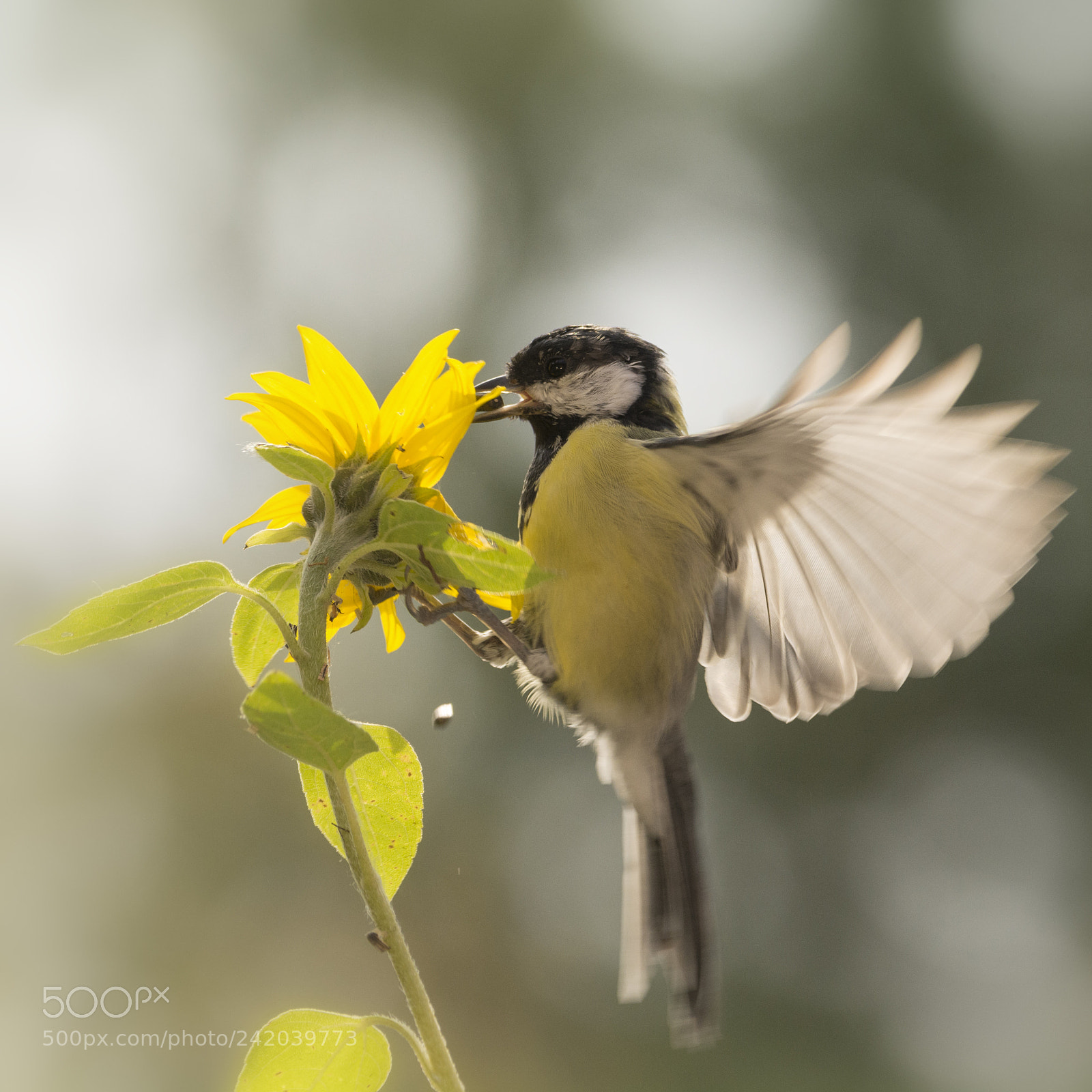 Nikon D7100 sample photo. Great tit in flied photography