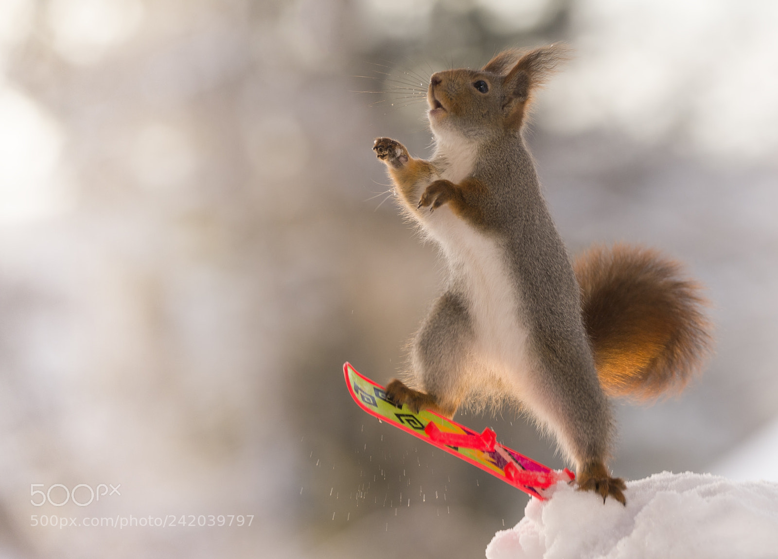 Nikon D810 sample photo. Red squirrel on an photography