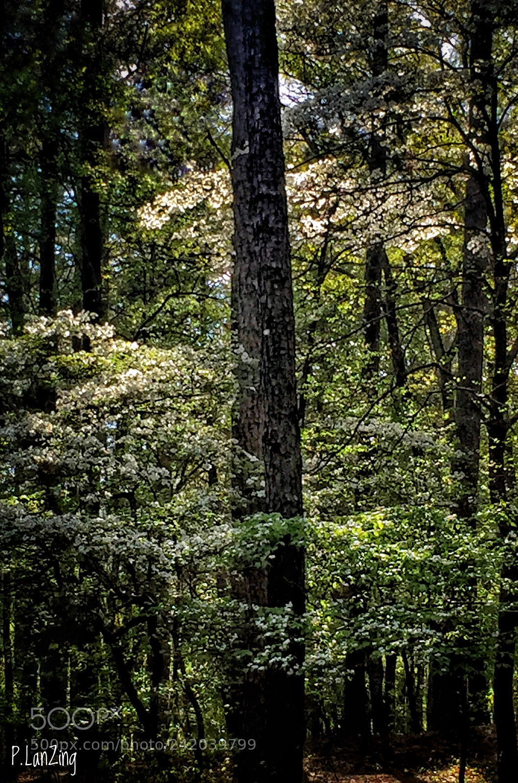 Apple iPhone 6 sample photo. Dogwood light photography